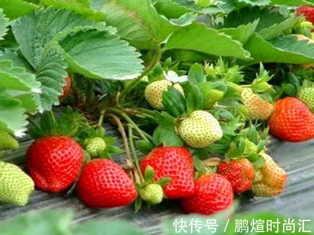 阳台党养花别跟风，图片是别人家的，适合自己的才省心省力