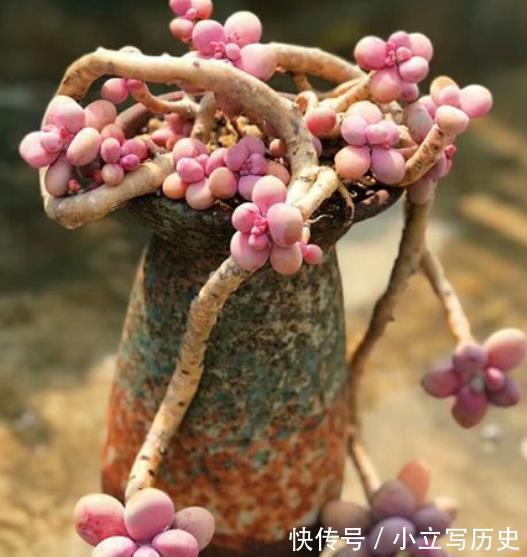 养了3年的多肉桃蛋,现在长成多头悬崖桩,路过的人都夸真美