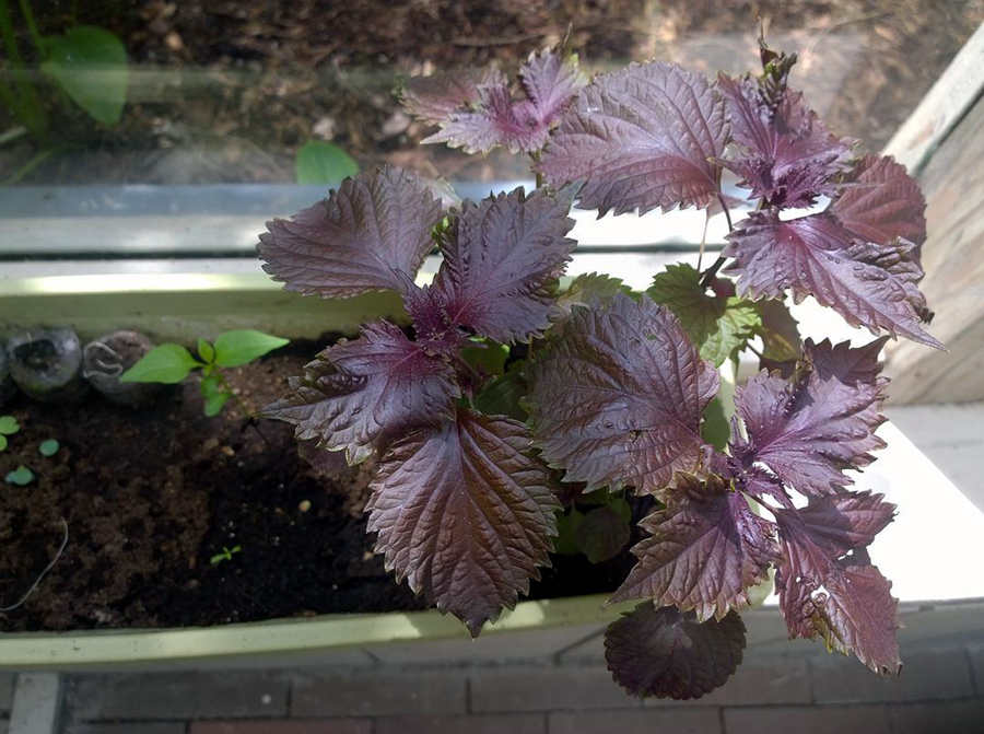 盘点5种适合家庭盆栽的蔬菜，可观赏也能食用，一举两得