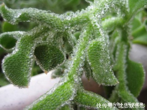 保健|一种从非洲引进的野菜,“三高”患者保健菜,清热降火,还抗衰老