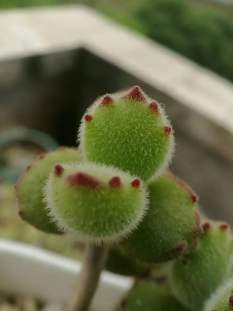 黛比|佛系养肉人生活明朗，多肉可爱，唯适者生存！