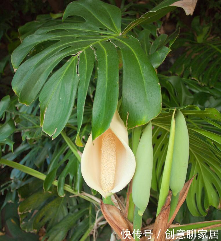 金钱树|6种植物，花开富贵“好兆头”，能养开花“不简单”