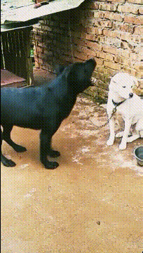 |搞笑GIF:这没什么好笑的,只想告诫大家开车一定要慢,一定要注意安全