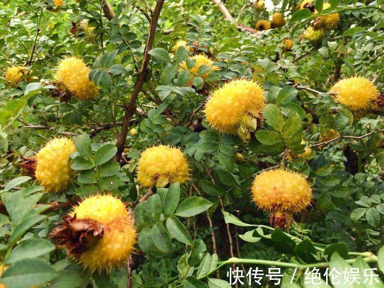 果蔬菜|女性到了中年常吃三种食物,补益肝肾,增强体质,促进新陈代谢