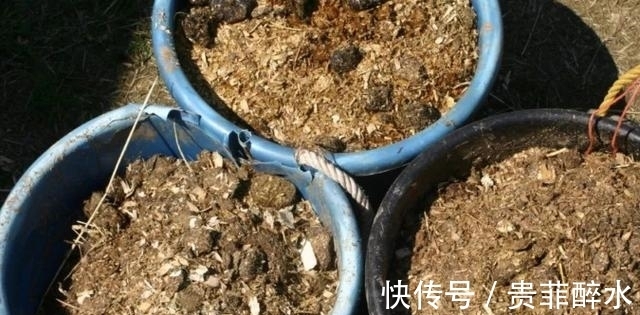 买肥料不如自制,牢记这几招,养花才不会再出问题