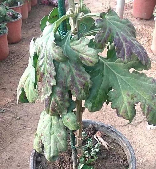 入冬后,这些花别折腾,越折腾越死