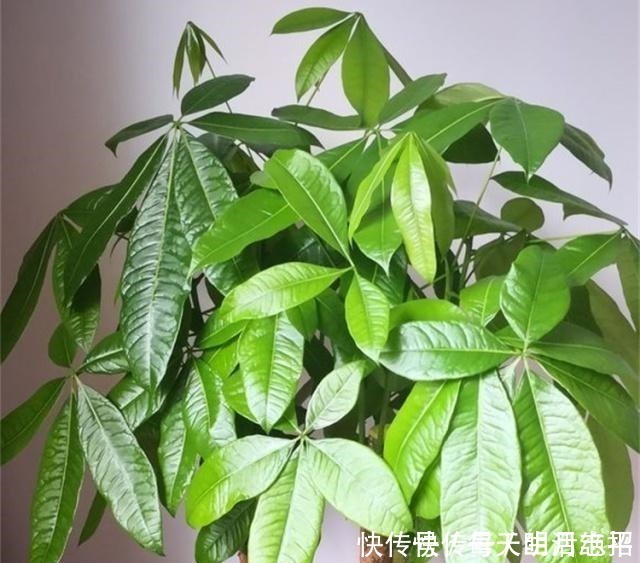 浇花|厨房1种“液体”,倒掉了可惜,殊不知是养花“钾肥”,养啥都旺!