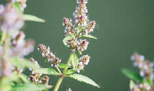 癞蛤蟆草|被误解最深的野菜,叶子长满疙瘩却价值珍贵,炒鸡蛋是一绝