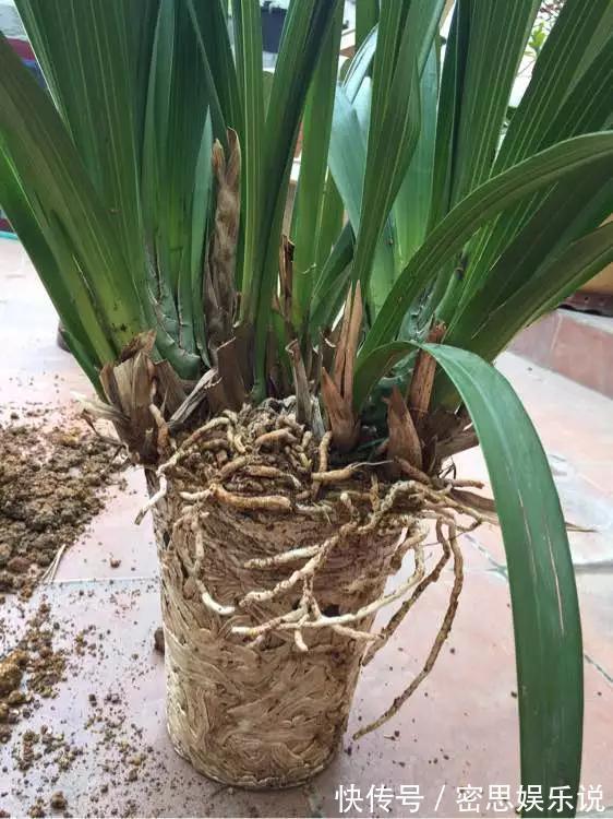 停水|花儿出现3种情况,最好尽快换盆,否则花儿危险