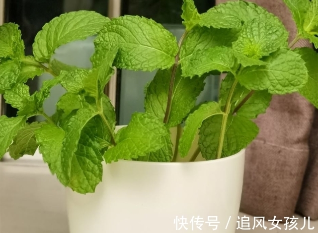 农历9月初6寒露后,养什么花?以下3种花,身体安康万事如意