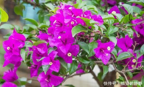 浇水|冬天养三角梅,避免3个错误,安全过冬,憋出新芽,养成繁花老桩