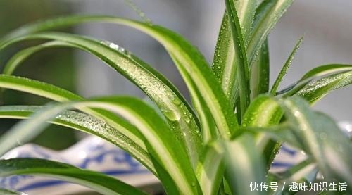 这3种草最适合“懒人”养,随便一插就能活,四季常青易爆盆!