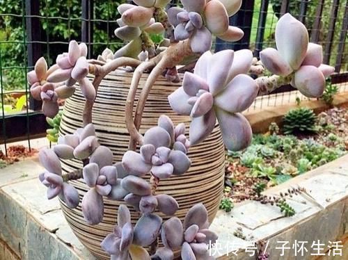 多肉|担心养不好多肉，就选一盆冬美人，糖心、妖桩、粉嫩随意选，痛快