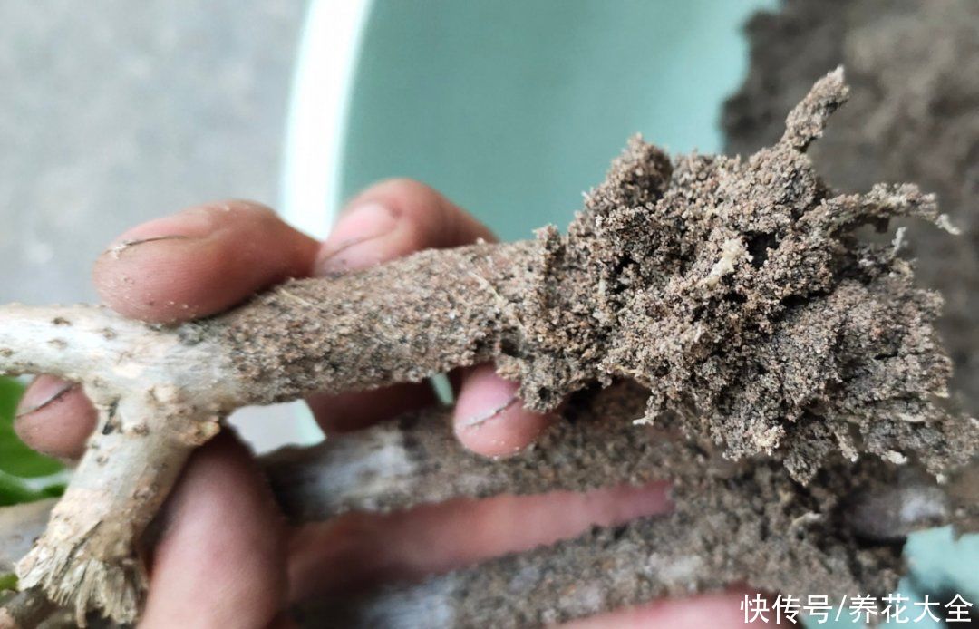 7种“落地生根”花，春天多插几棵，成活率特别高