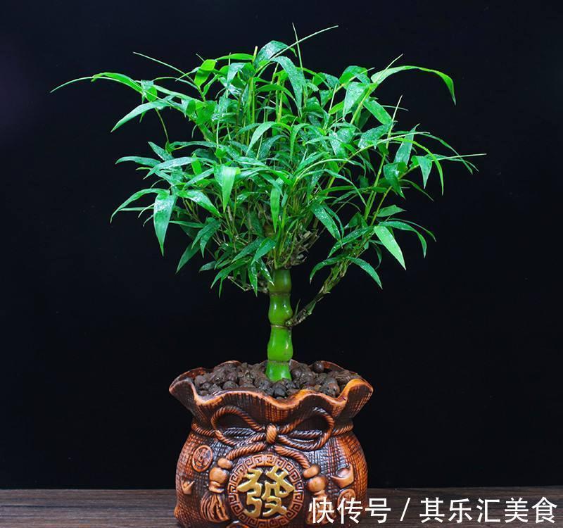 盆栽|家中养“5种竹”，富贵不俗，护家祥瑞，好日子节节高升