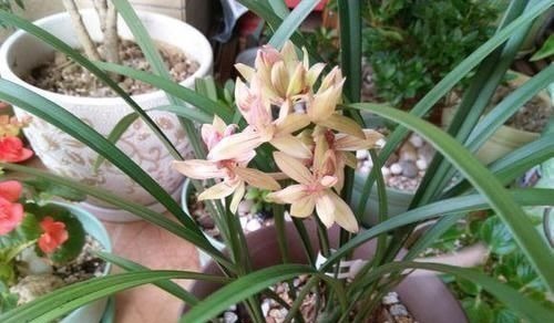 一种“万能土”,养花的人抢着挖,养兰花、君子兰杠杠滴