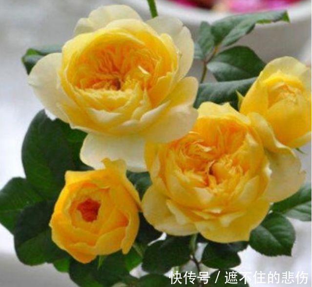 4种花是“爆盆能手”,365天开花不断,一茬茬花开不停