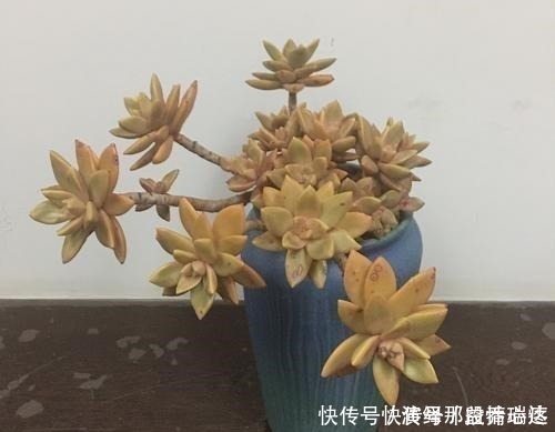 多肉|花友养多肉3年,全都养成了老桩,全靠这6个品种,真是太明智了!