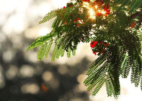 此花所代表的是离别,虽然也是思念的花,但却总是被人遗忘