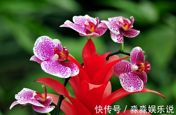 蝴蝶兰|花市买花要注意，这4种再便宜也不能买，娇气又难养