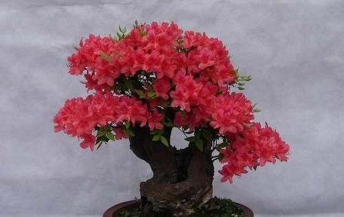 在北方能做映山红盆景？只要抓住这5条，成型快花繁茂