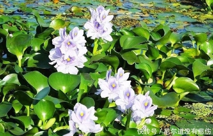 凤眼蓝|它在国外作恶多端，入侵我国后不仅成了猪饲料，还被当成美味野菜