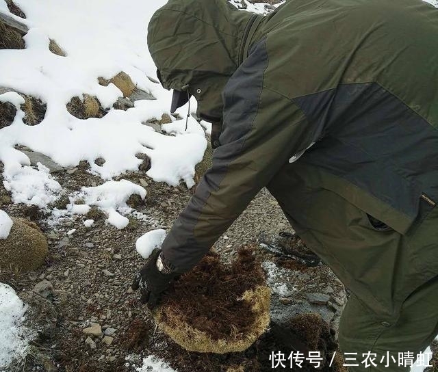  价值|大山里的野生植物, 10年成材, 外形不起眼, 被称之为“人界仙草”