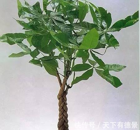 贵气|7种“有钱花”,贵气又大气,招财又旺财,人见人爱