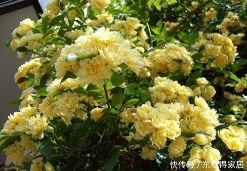 新手|小院养花只会种月季?种一棵它,皮实好养,比桂花还香,适合新手