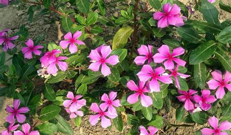 长春花|养花试试这几款,可以用叶片来扦插,甚至枝条泡水里就能长根