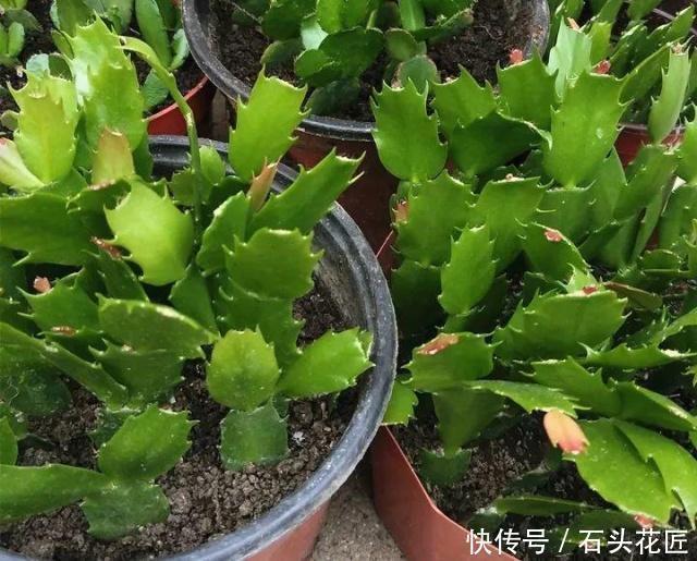 叶片|她繁殖蟹爪兰，就用1把“梳子”，3周长出“胡须根”