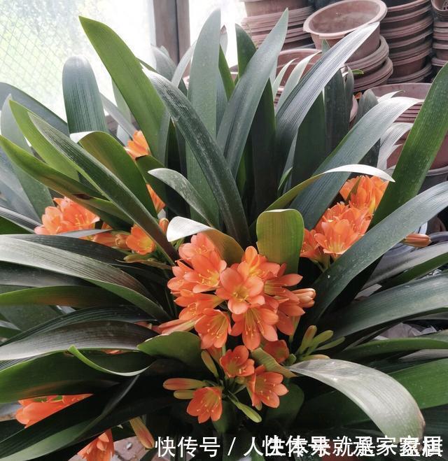 李大姐养君子兰,开春切一刀,养60天,冒出9个芽,要爆盆了