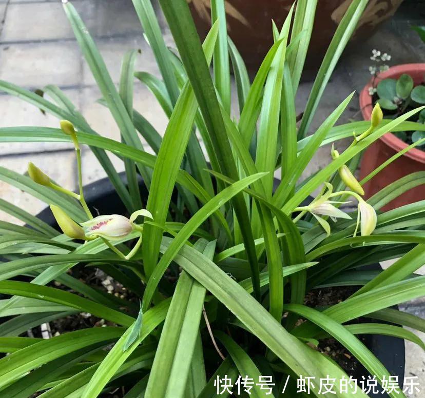 兰花口味比较重，爱喝这种水，花朵多姿又灿烂，很好看