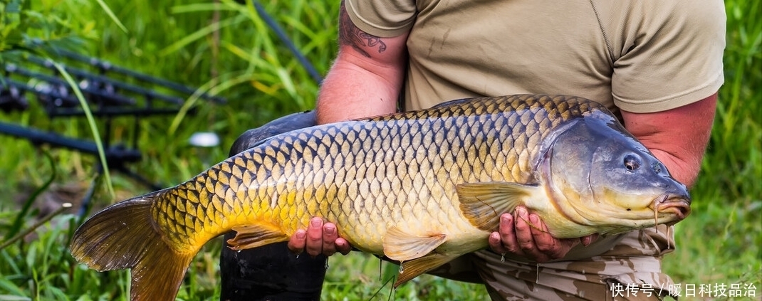 钓鱼|大鱼真的难钓吗？学到这7个技巧，助你天天钓大鱼