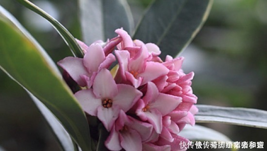 金边瑞香的养护管理事项以及它的繁殖方法！