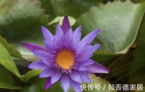 现在逛花市，牢记“8不买”，否则明年没有花看