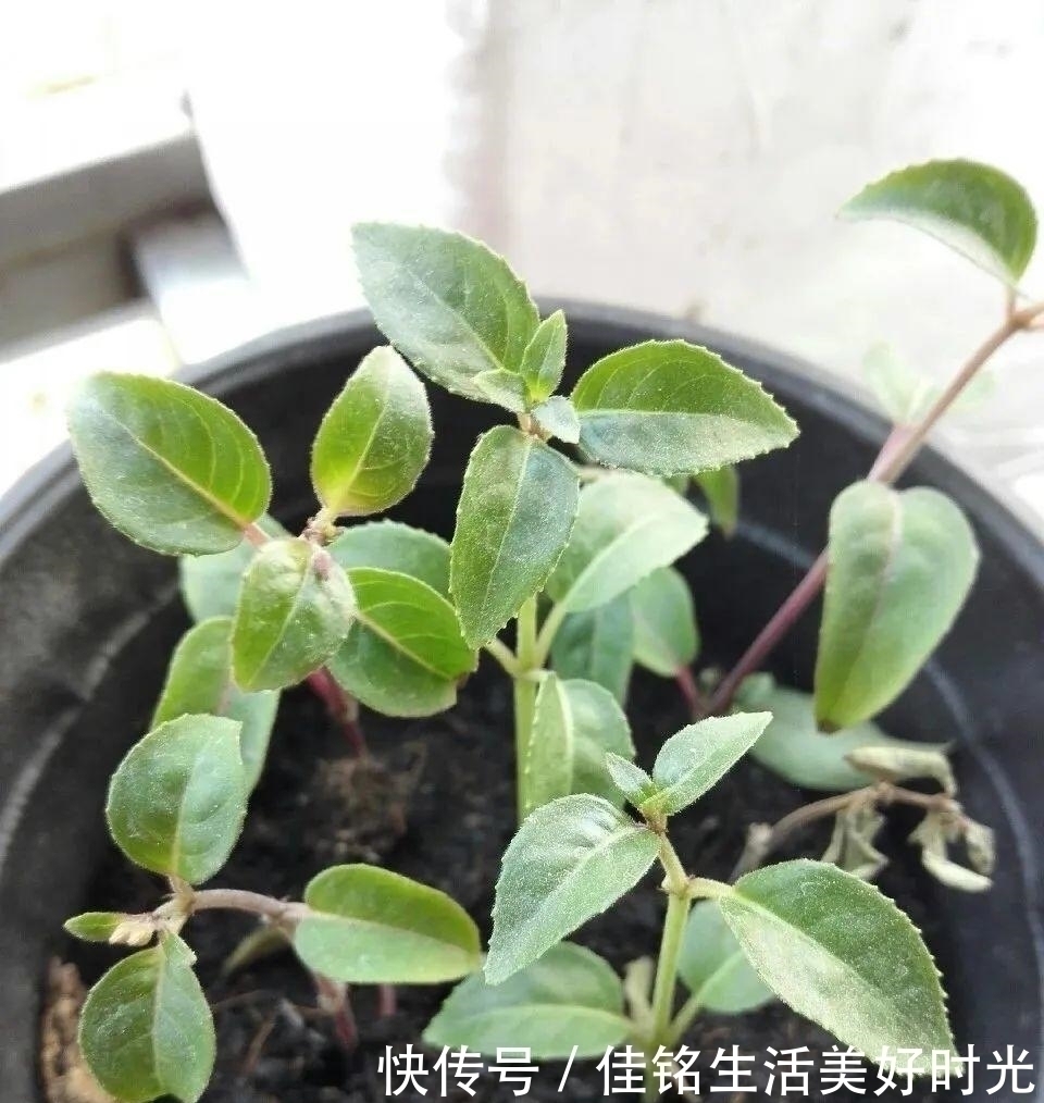 天竺葵|8种花夏天太容易死,现在赶紧扦插,死了也不心疼