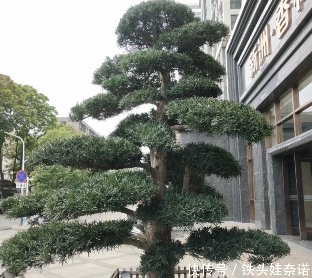 2021养盆镇宅花，当做守护神，好运进来，霉运离开！