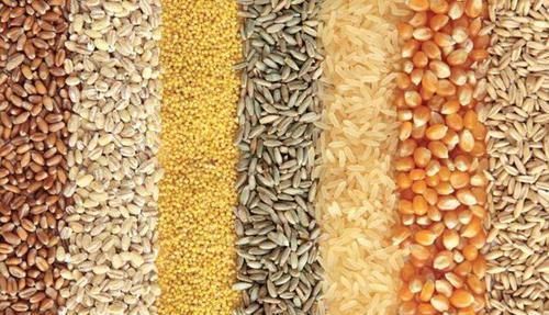 热量|有4种主食，热量低，脂肪低，代替馒头米饭，难怪怎么吃也不胖