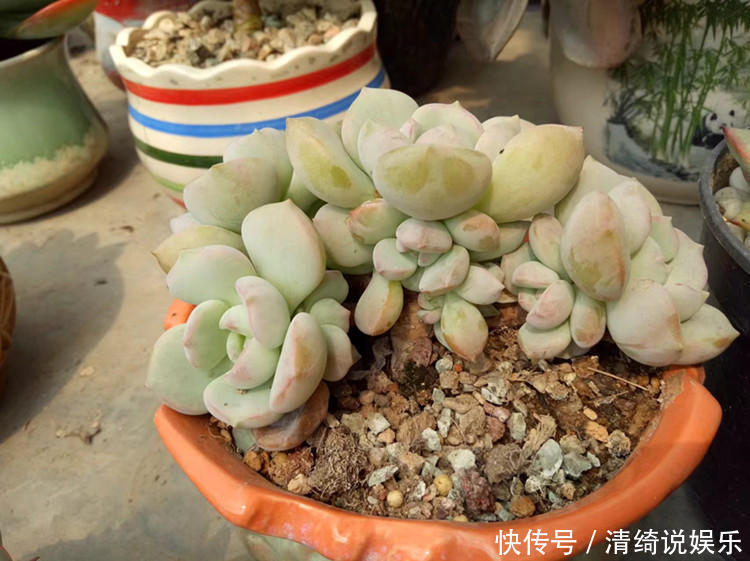 板结|它不死已经给你面子了，多肉不换土，你是想在水泥地养多肉