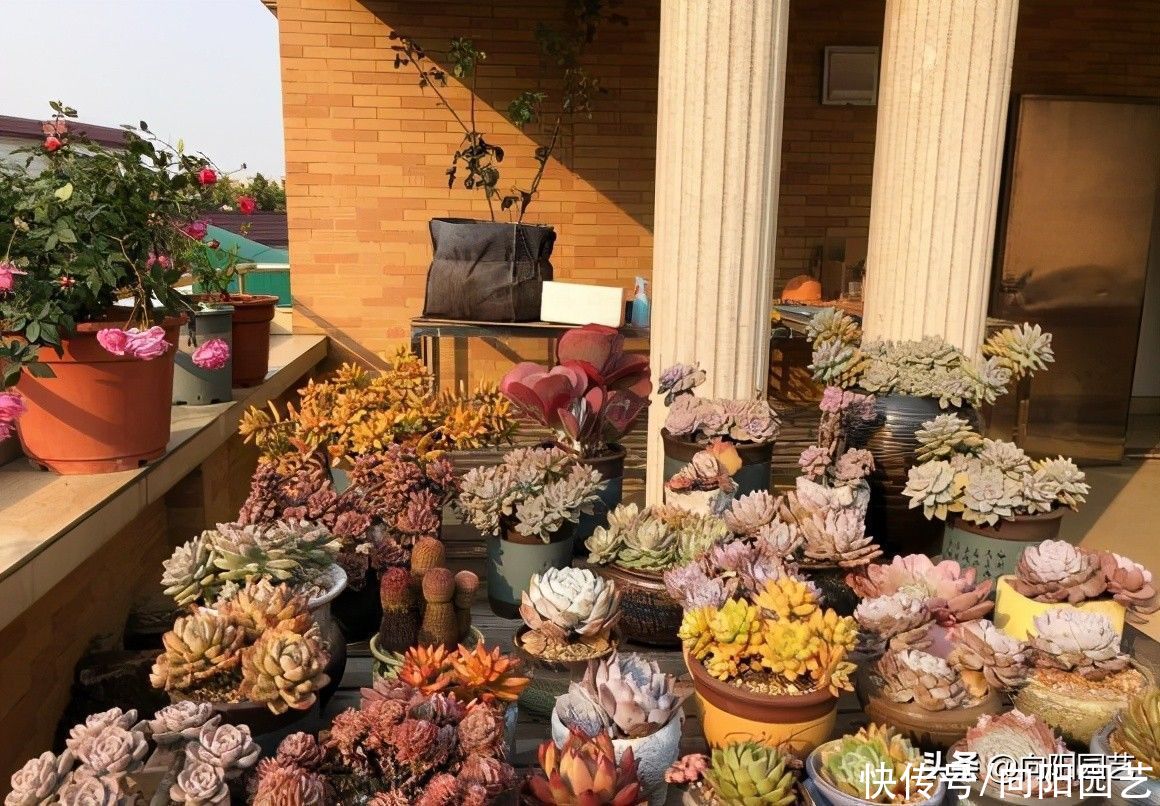 多肉植物|九块九的多肉穴苗，10个品种，值得买吗？眼光放远点，不要买