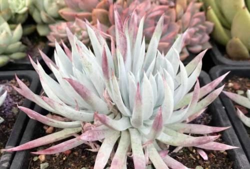 多肉上盆以后的浇水时间非常重要,稍微把控不好它们就可能出问题