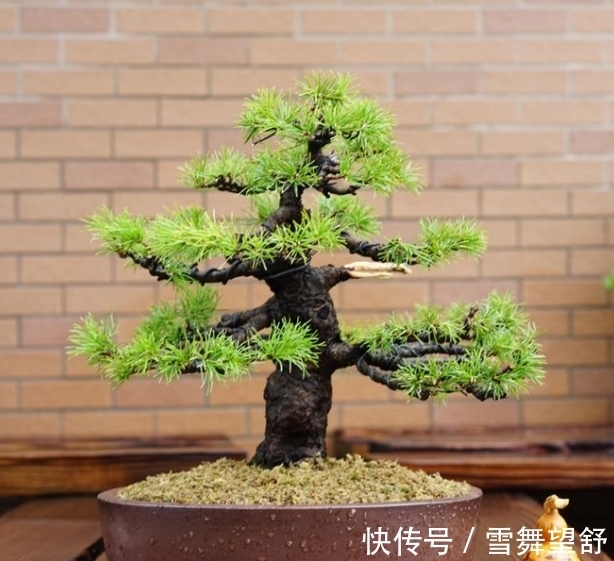 6种高端松树盆景,日本品种占一半,最后1个却是中国一级保护植物