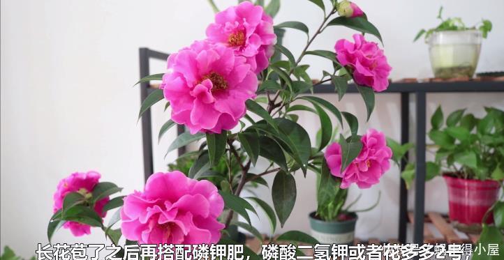 想要修剪茶花,时间和方法很重要,不要错过一年中最合适的时间