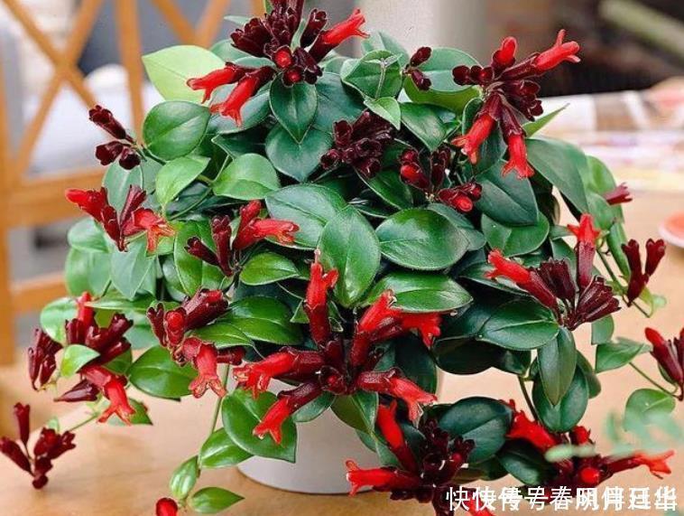 3种花养在家里,一整年都有好运气,养在哪里都爆盆,好运到来