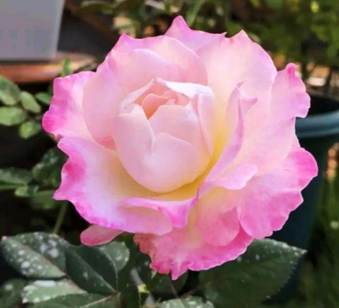 正月二十九，家中种4种“富贵花”，人见人夸，一年四季开花不断