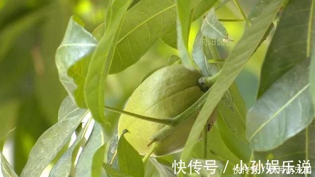 果子|养了十年的发财树,高约5米,年年都结发发财果,出上万都不卖