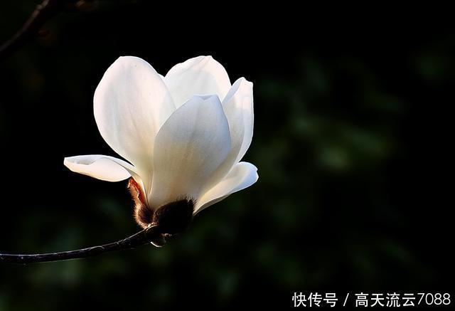 七绝《玉兰花开》平水韵
