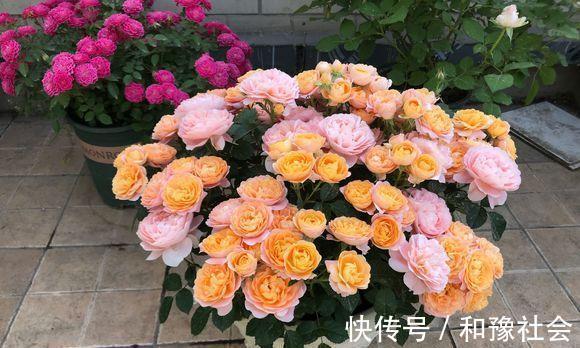 花盆中一旦发现“它”，别犹豫抓紧翻盆换土，否则花儿活不长久