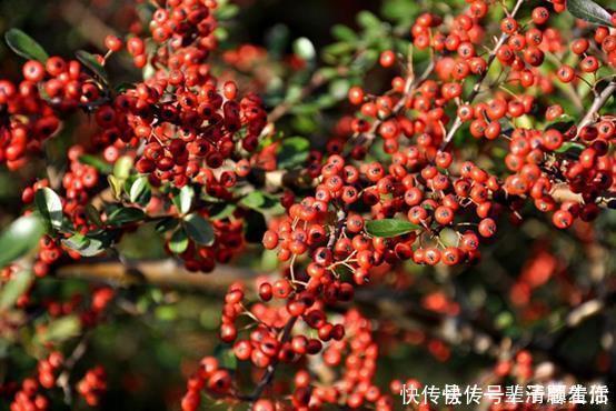 胆汁|肝不好,身体有4个信号,这1“酸”若你爱吃,肝会更加鲜活红润